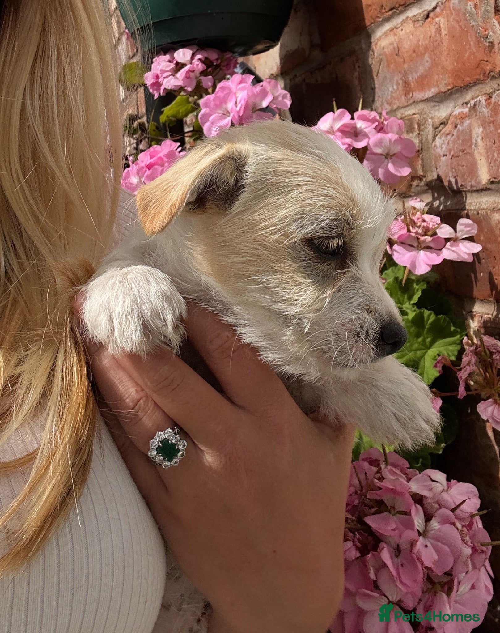 Mixed Breed dogs Beautiful Jack Russell X puppies  - Advert 2