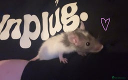 Rat rodents for sale: Baby rats ready now - Image 7