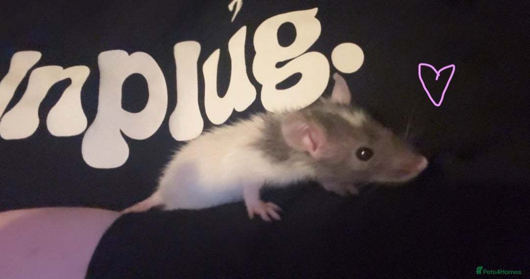 Rat rodents for sale: Baby rats ready now - Image 7