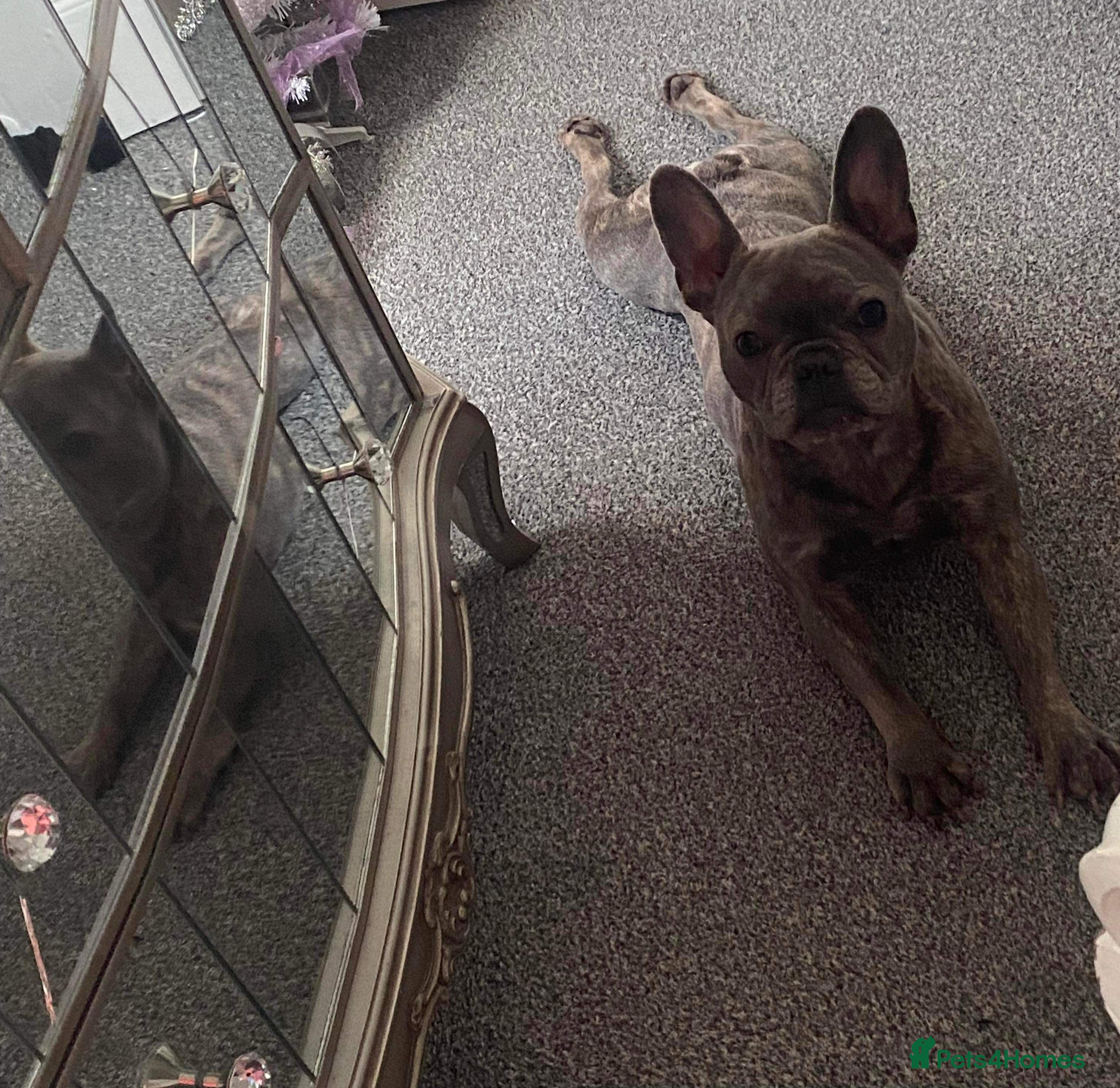 French Bulldog dogs Frenchie - Advert 2