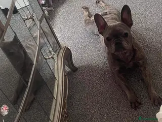 French Bulldog dogs Frenchie - Advert 2