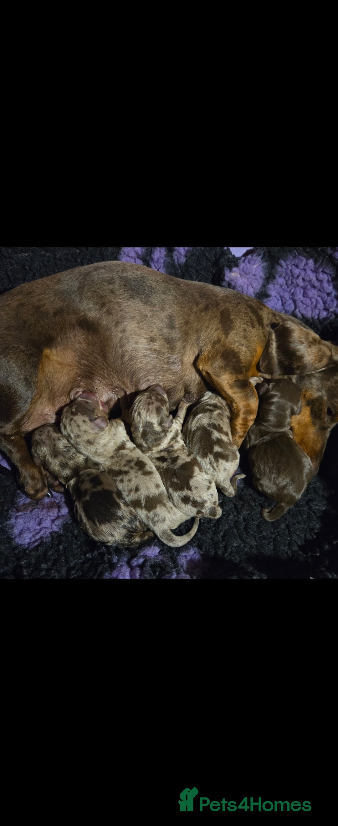 Miniature Dachshund dogs for sale: Stunning miniature dachshund puppies - Image 2