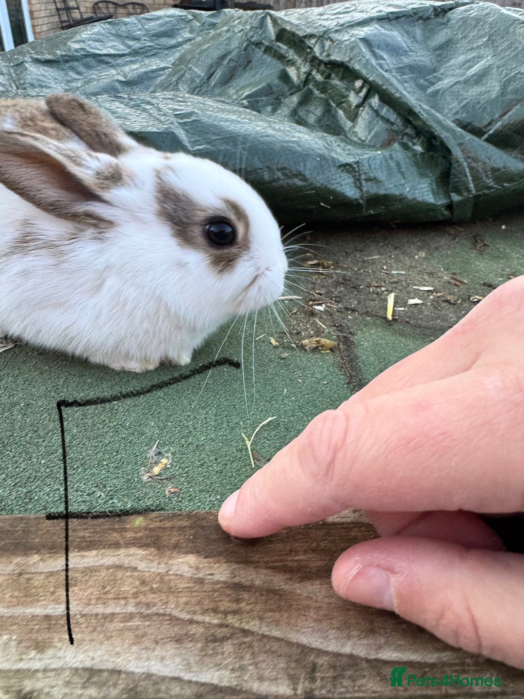 Mixed Breed rabbits for sale: Rex x Lop Baby Rabbits for Sale- READY 23rd Jan - Advert 6