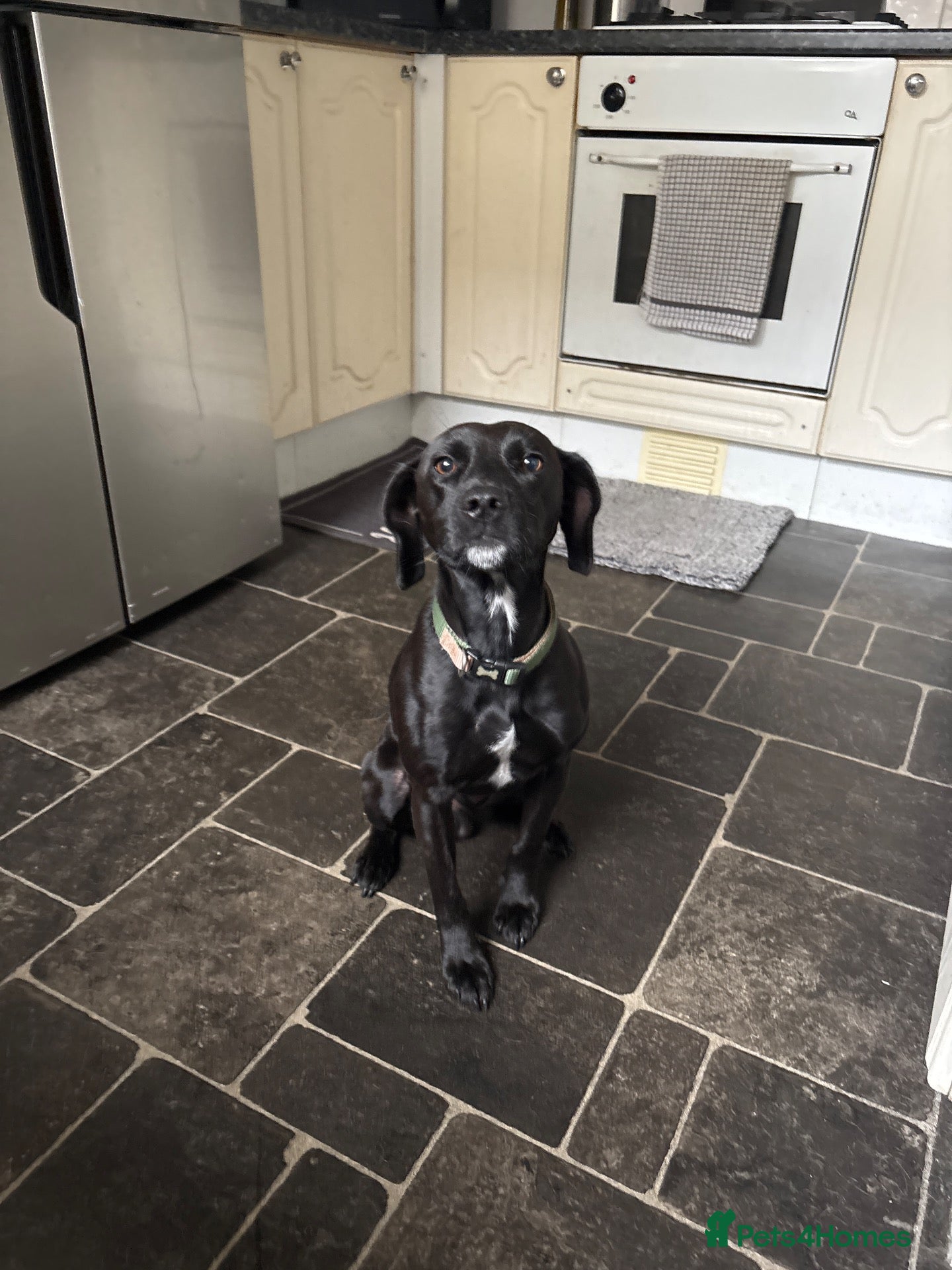 Mixed Breed dogs Barney  - Advert 11