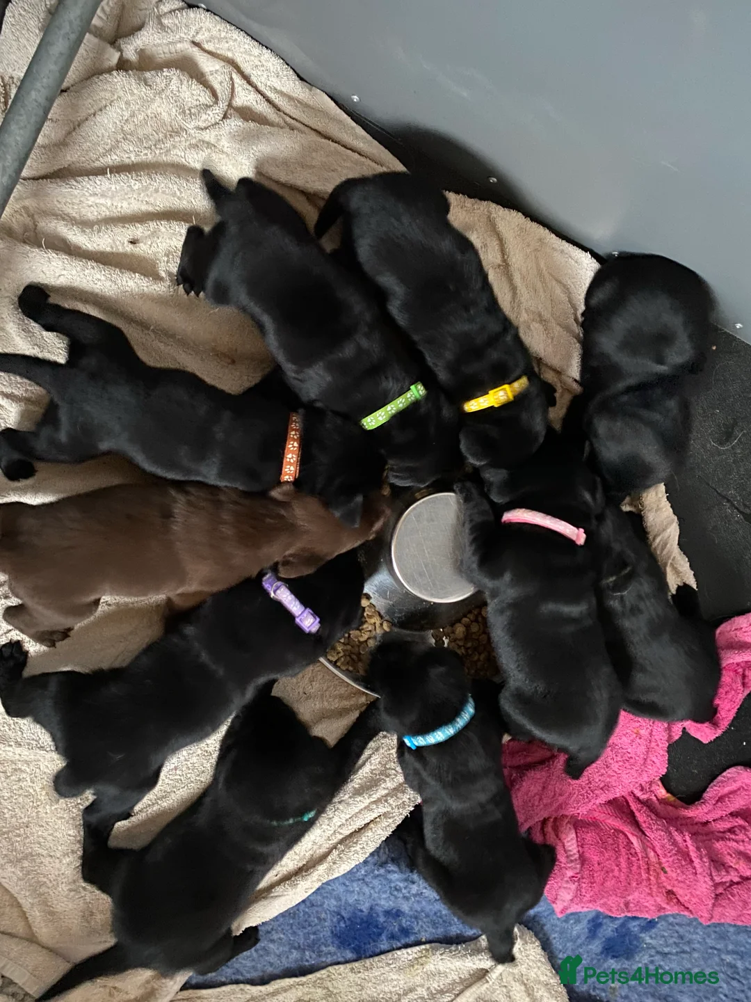 Labrador Retriever dogs for stud: KC Reg, DNA Clear, 0/0 Hips, Produces Chocolate in March - Advert 11