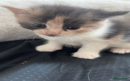 Domestic Shorthair cats for sale: Fluffy kittens for sale - Image 1