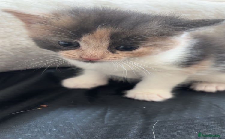 Domestic Shorthair cats - Advert 1