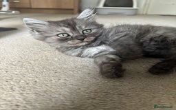 Scottish Fold cats for sale: Scottish fold kittens  - Image 11