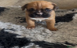 Boxer dogs for sale: KC bobtail pups heartscore 0, CHAMPION lines - Image 8