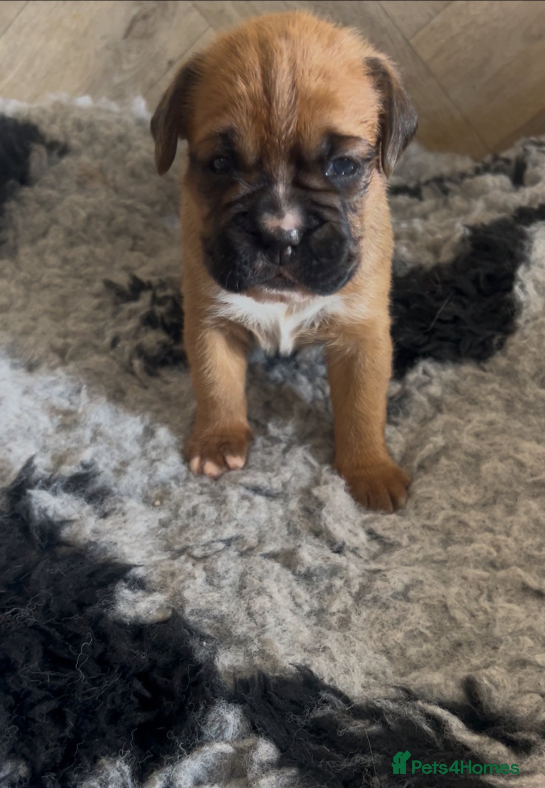 Boxer dogs for sale: KC bobtail pups heartscore 0, CHAMPION lines - Image 8