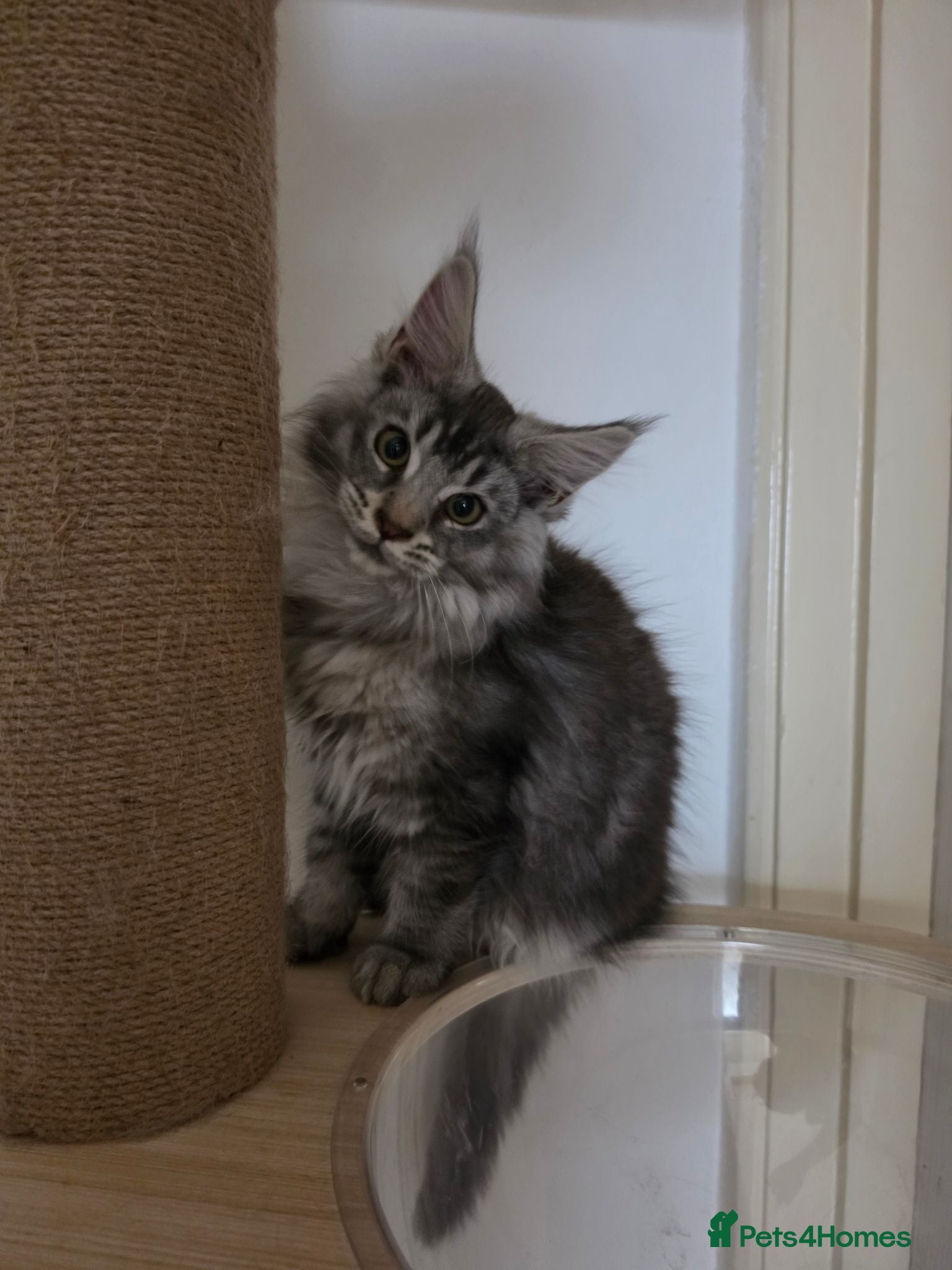 Maine Coon cats Regome three Tica kittens  - Advert 2