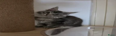 Maine Coon 2