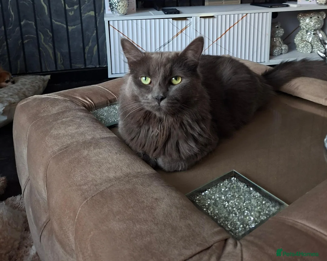 Mixed Breed cats for sale: Creed - Advert 1