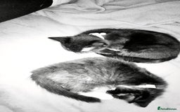 British Longhair cats for sale: Two beautiful male kittens - Image 3