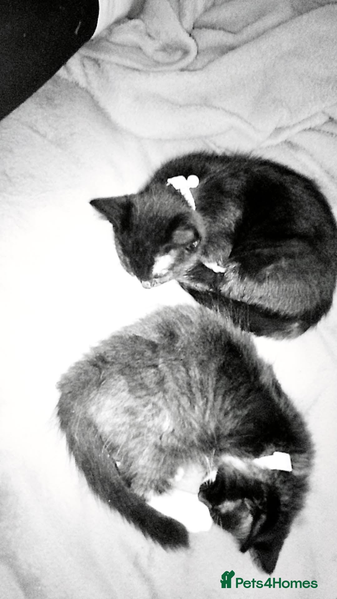 British Longhair cats for sale: Two beautiful male kittens - Image 3
