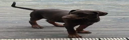 Dobermann dogs for sale: Doberman pups ready now and reduced to £1200  - Advert 5