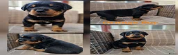 Rottweiler dogs for sale: Champion Bloodline German Rottweiler Puppies - Advert 8