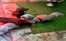 Mixed Breed dogs for sale: Pointer puppies  - Image 4