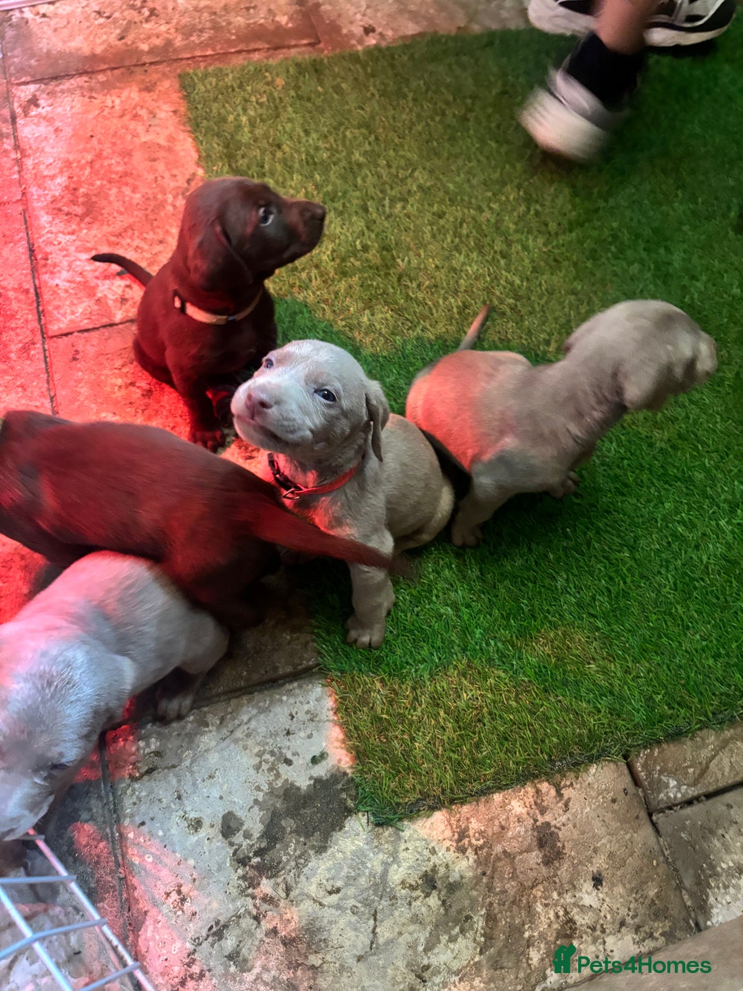 Mixed Breed dogs for sale: Pointer puppies  - Image 4