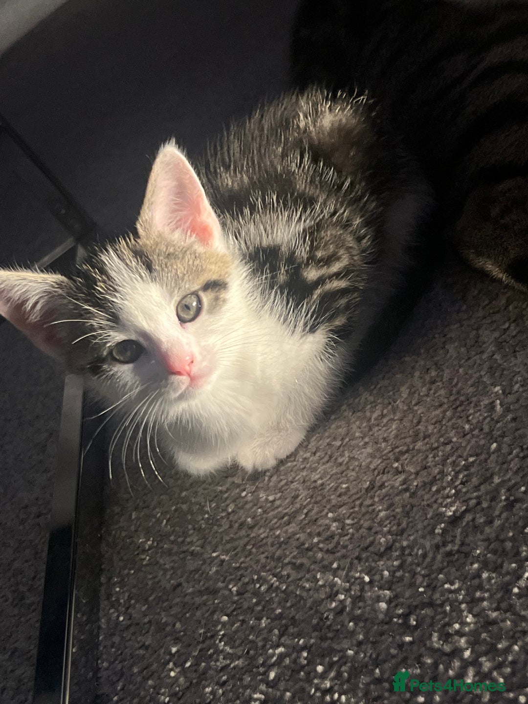 Mixed Breed cats for sale: Kittens  - Image 12