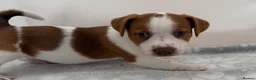 Jack Russell dogs for sale: Bred From Health Tested Parents - Advert 5