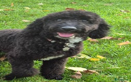 Cockapoo dogs for sale: Cockapoo black boy - Image 2