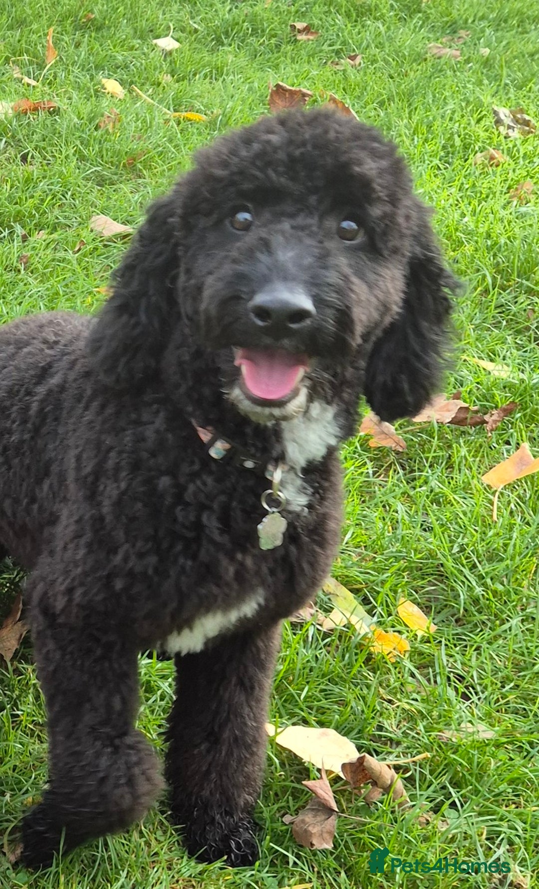 Cockapoo dogs for sale: Cockapoo black boy - Image 2