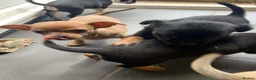 Chihuahua dogs for sale: 5 beautiful chihuahua pups  - Advert 8