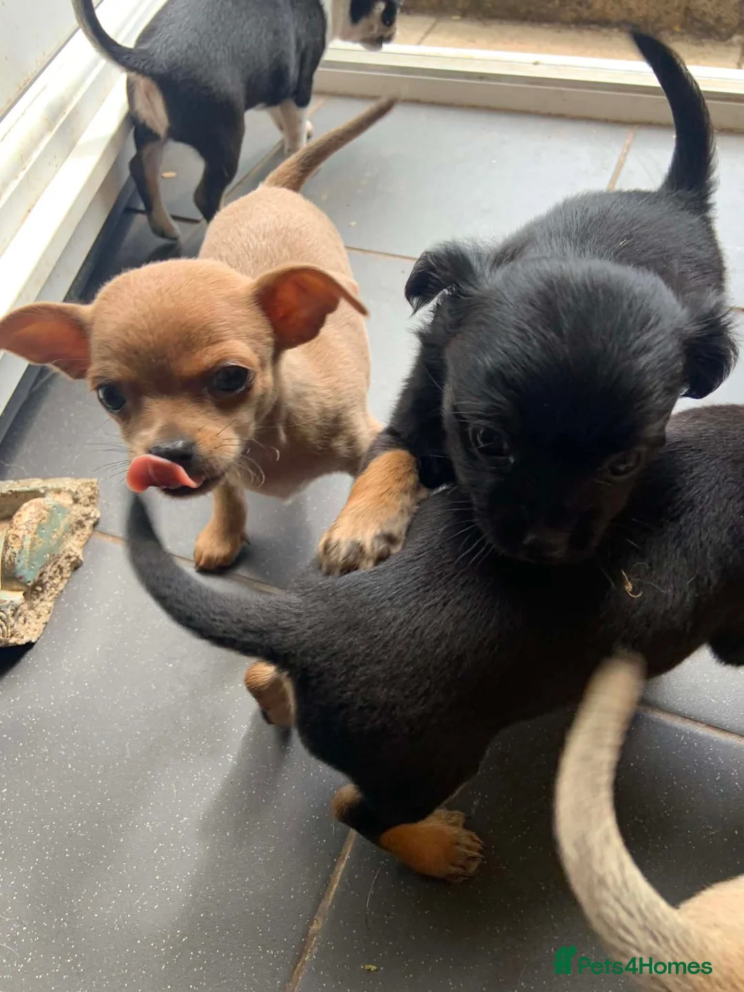 Chihuahua dogs for sale: 5 beautiful chihuahua pups  - Advert 8
