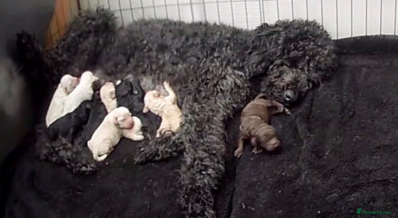 Standard Poodle dogs For stud not sale stunning standard poodle  - Advert 2