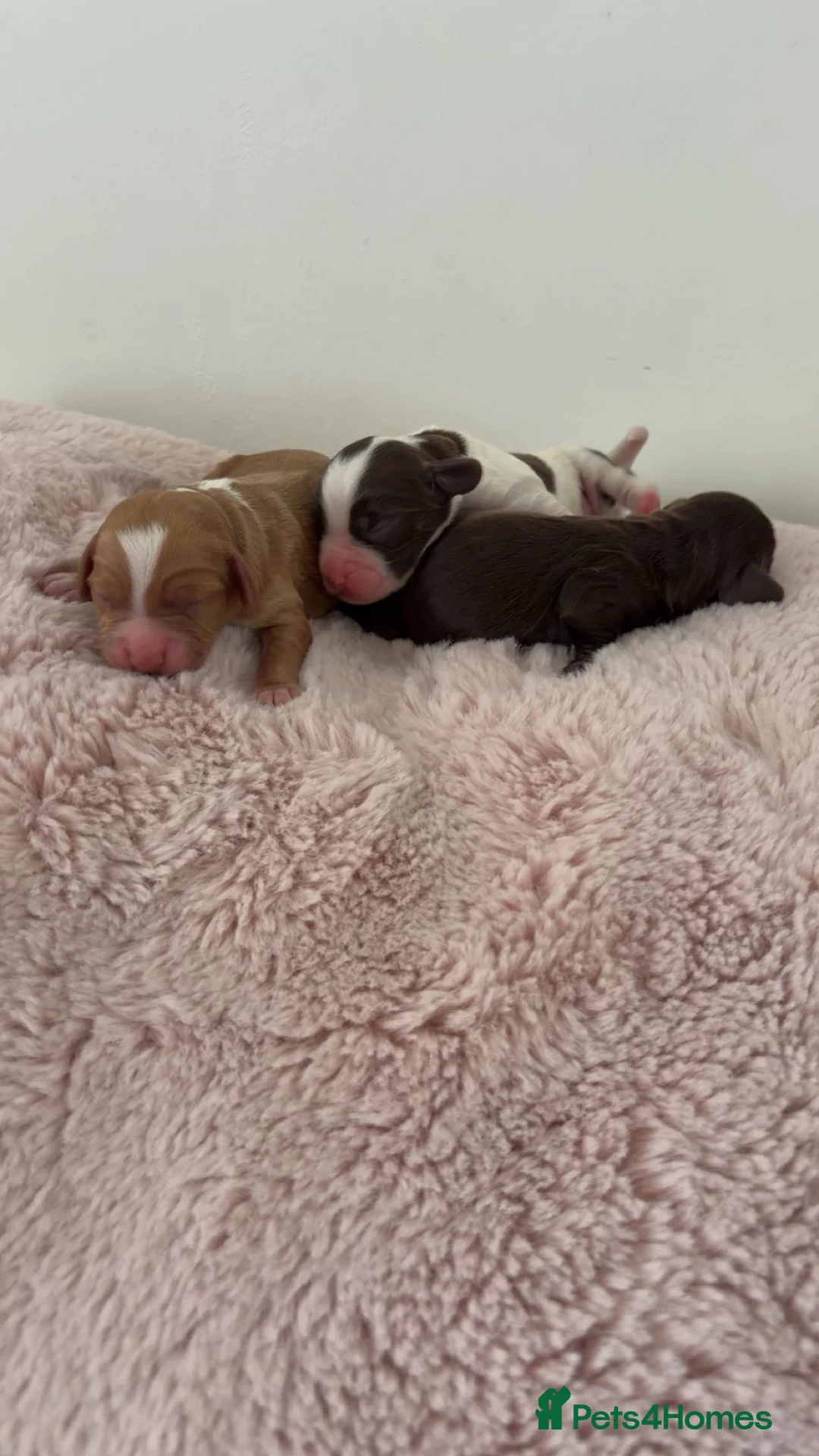 Mixed Breed dogs for sale: Cavapoo x cockapoo puppies  - Advert 2