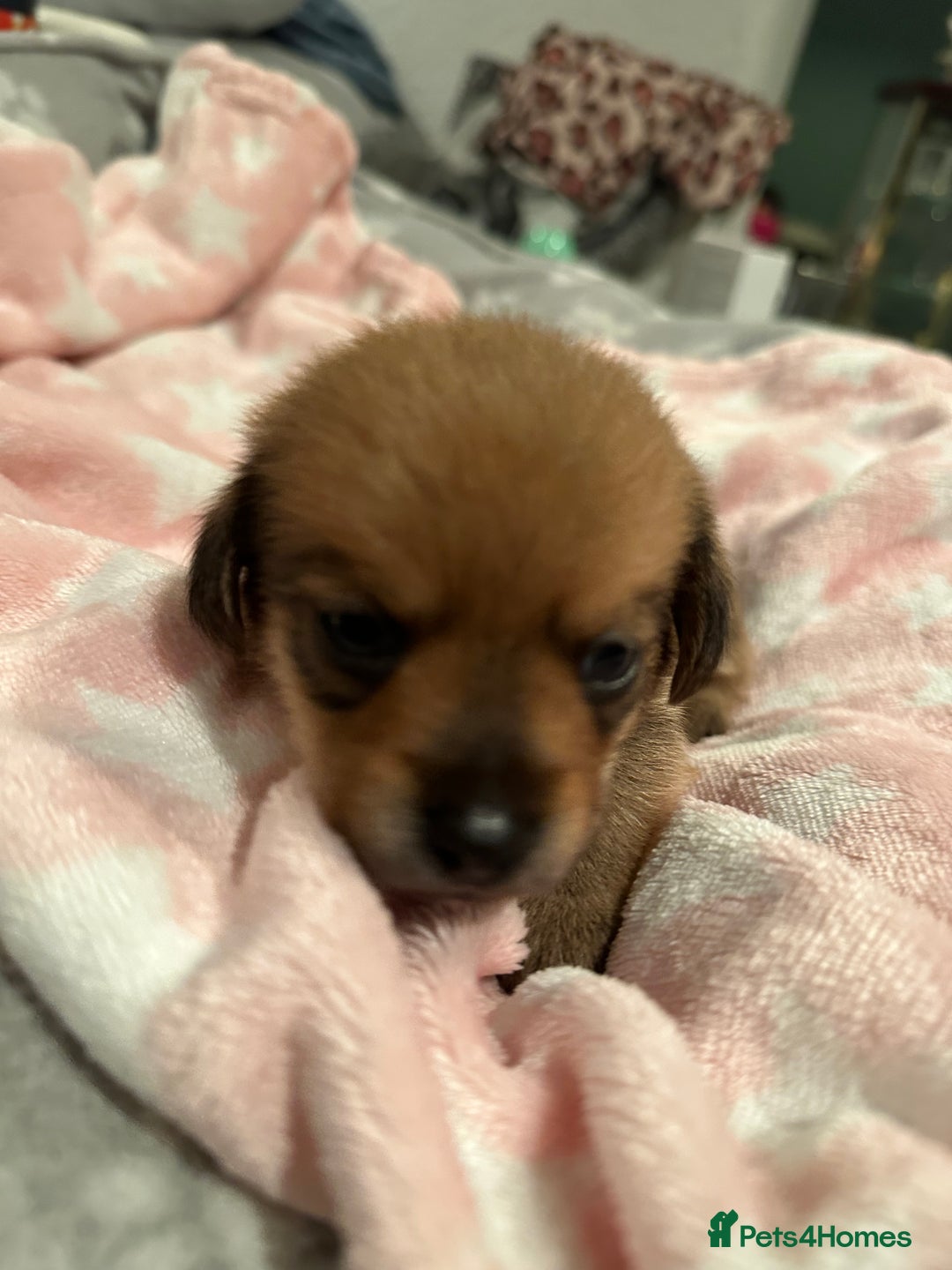 Mixed Breed dogs for sale: Dameranian Fluffballs  - Advert 16