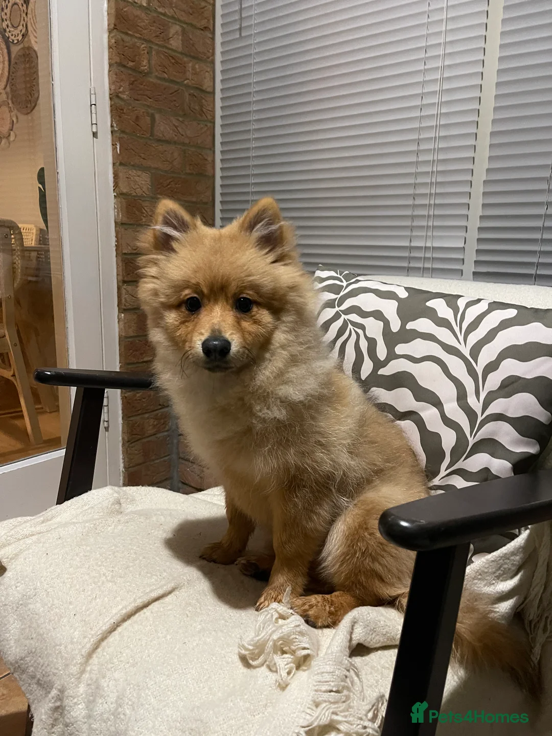 Pomeranian dogs for sale: 6 months Pomeranian looking for new home  - Advert 6