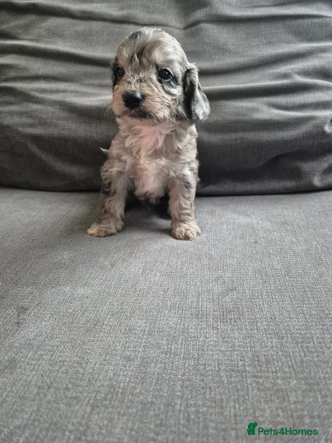 Cockapoo dogs for sale: F1 Cockapoo babies - ready start july   - Advert 16