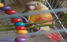 Conures birds for sale: Pineapple Conures Parent reared Dna'd  - Image 14