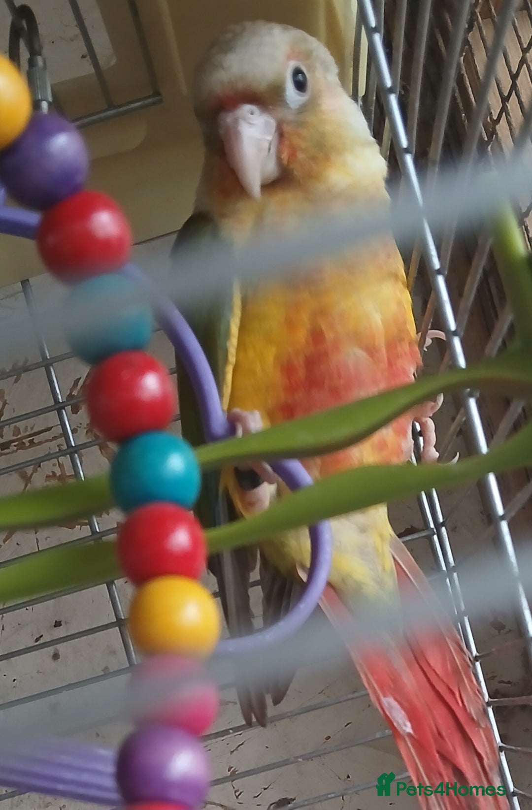 Conures birds for sale: Pineapple Conures Parent reared Dna'd  - Image 14