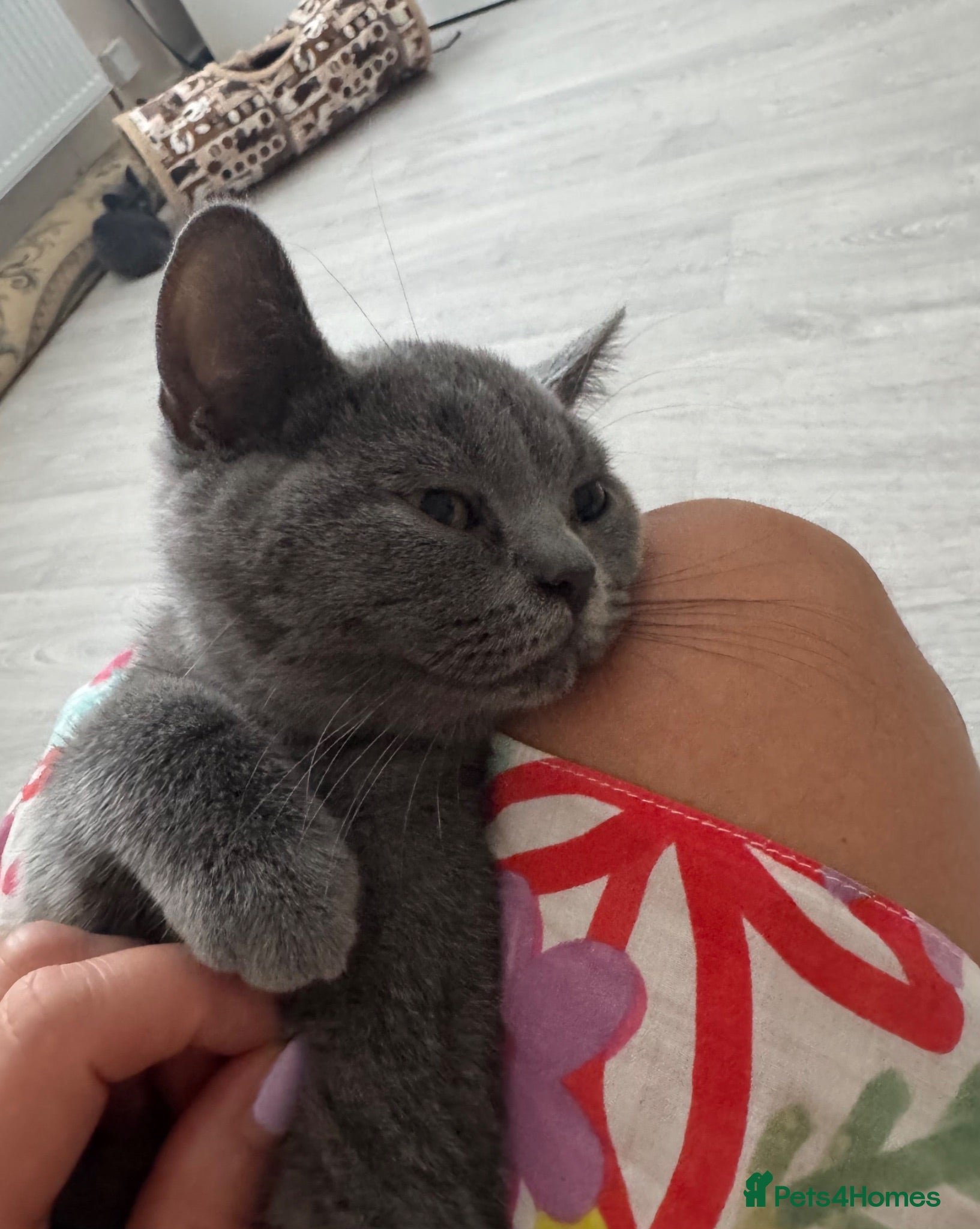 British Shorthair cats Beautiful  Blue British Shorthair Kittens  - Advert 3