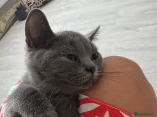 British Shorthair cats Beautiful Blue British Shorthair Kittens - Advert 3