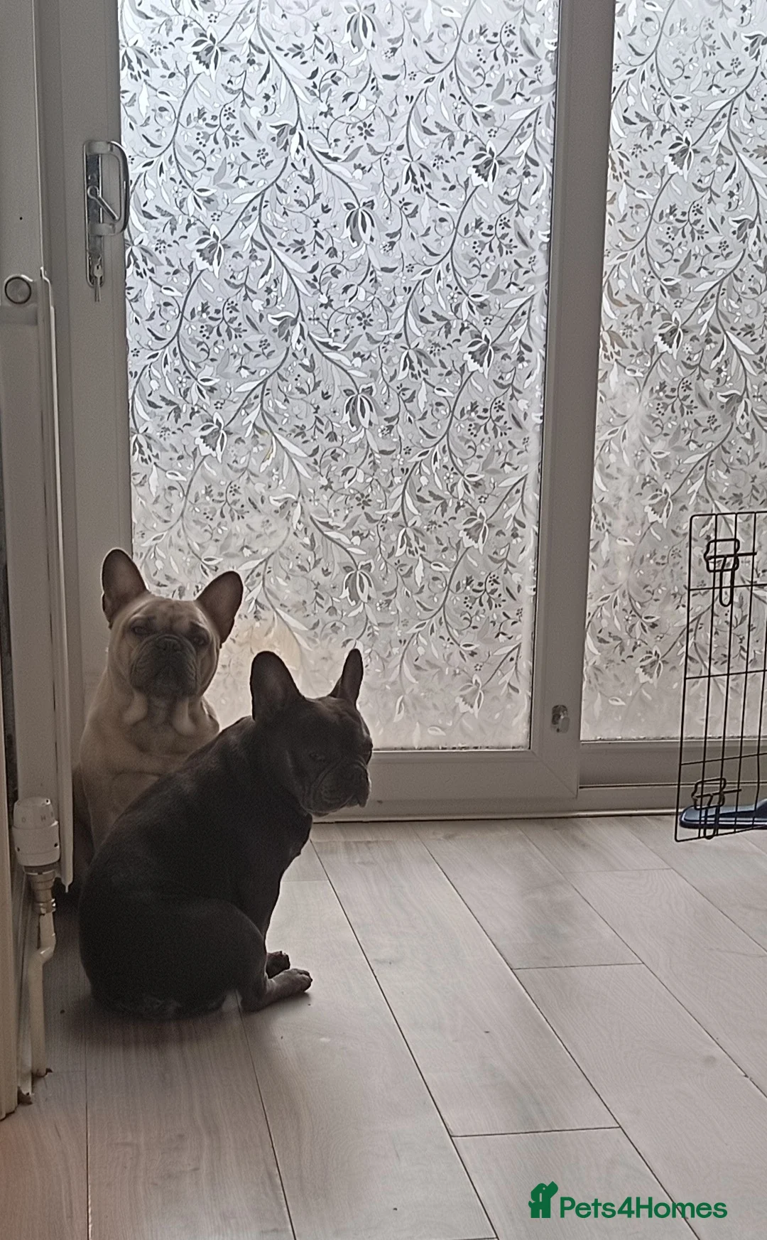 French Bulldog dogs for sale: Male French bulldog  in Thetford - Advert 2