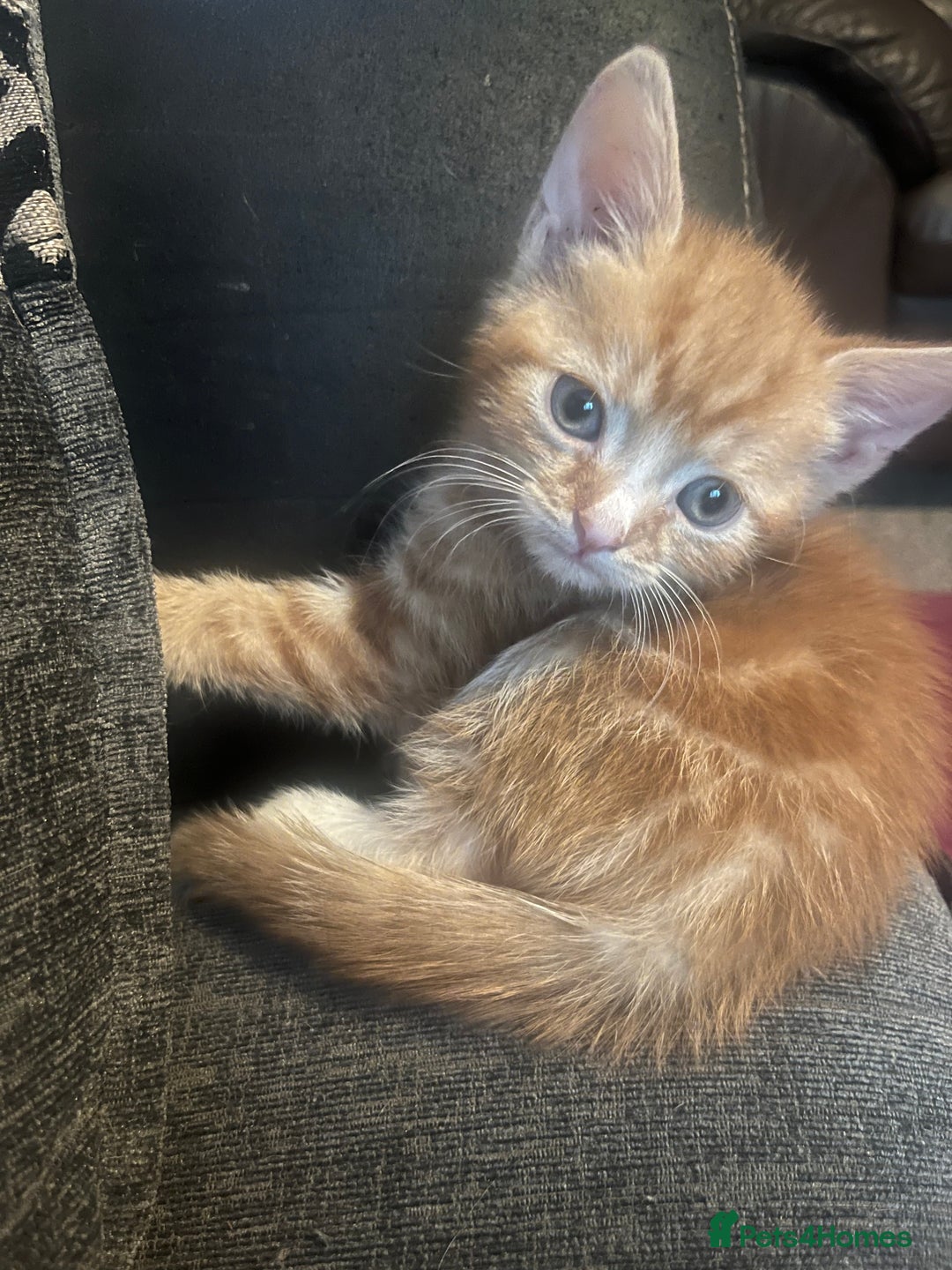 British Shorthair cats for sale: 3 male white&tabby ginger kittens - Image 2