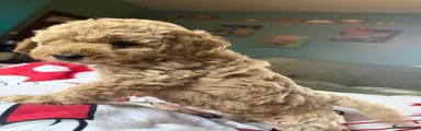 Cockapoo 3