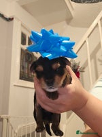 Yorkshire Terrier dogs Yorki baby - Advert 1