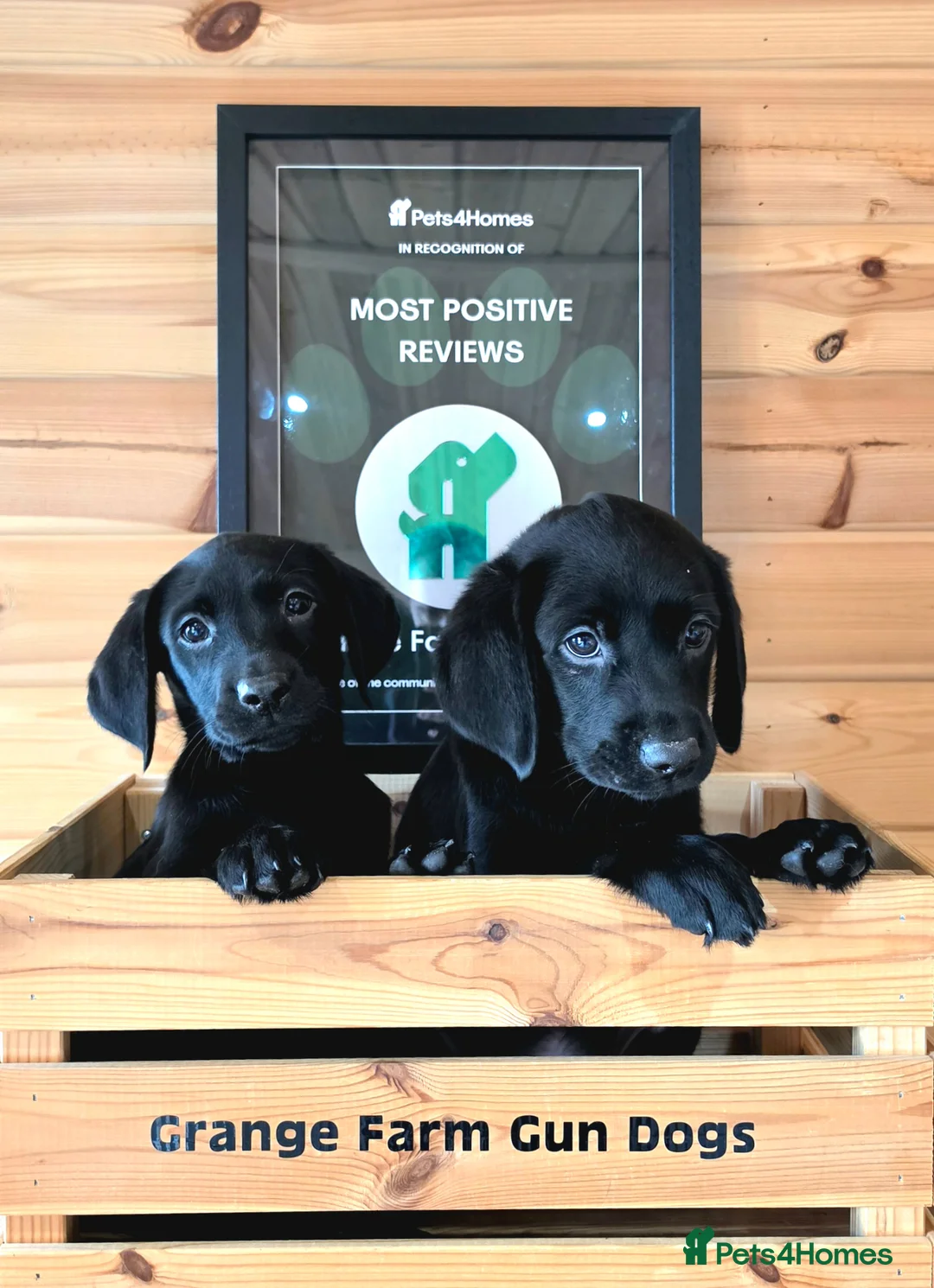 Labrador Retriever dogs for sale: 2 BEAUTIFUL BLACK BOY KC LABRADORS READY TO LEAVE - Advert 2