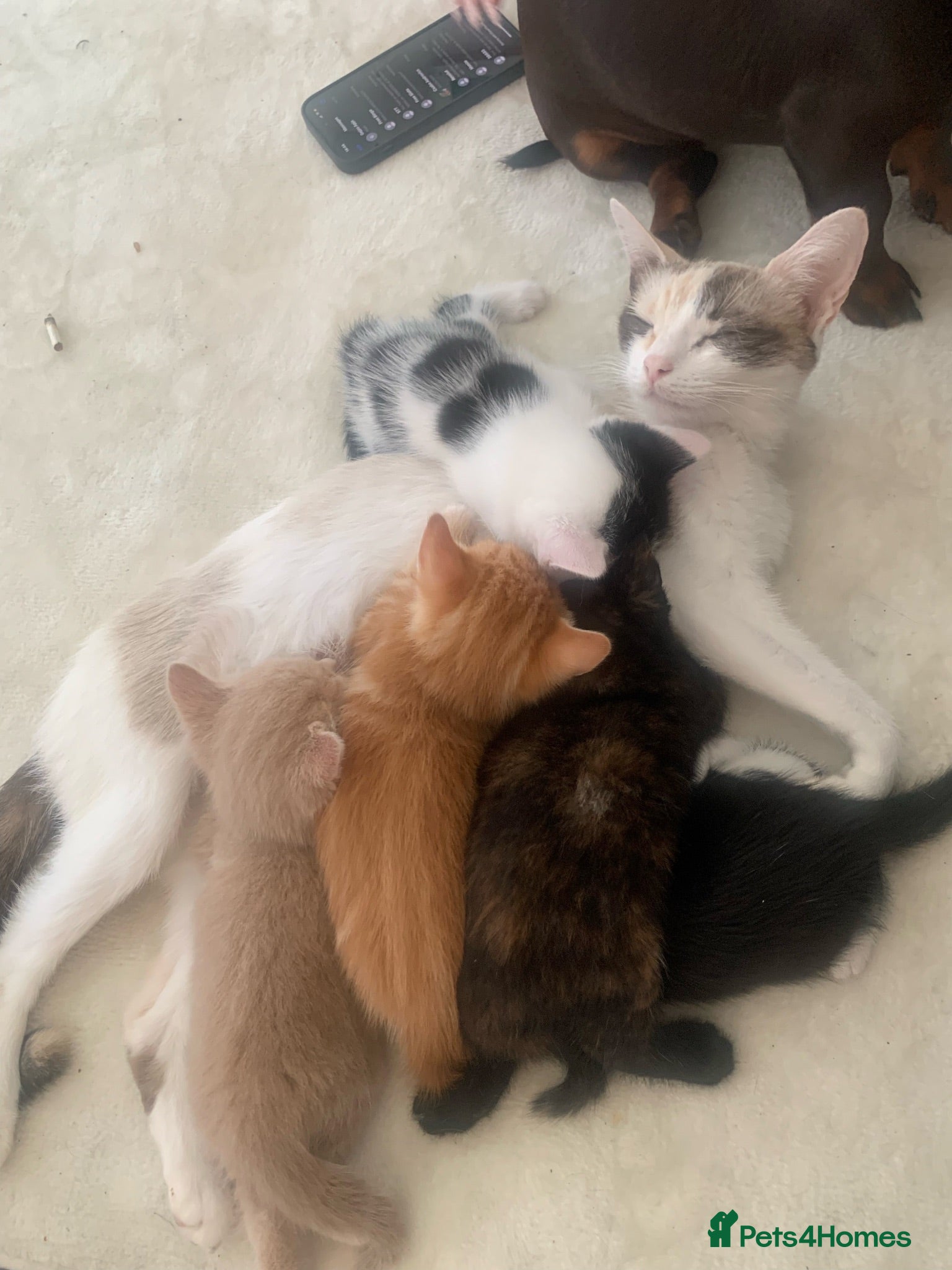 European cats 🐱 The 6 Kittens — all lovely blue eyes - Advert 5