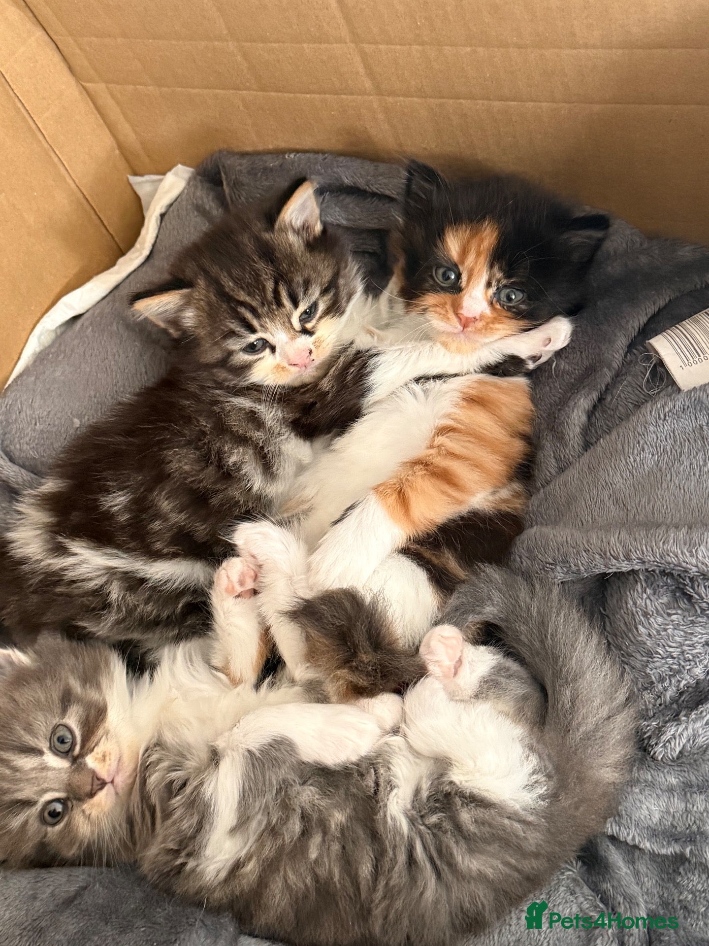 Mixed Breed cats 🐾 3 fluffy kittens looking for forever homes🐾 - Advert 6