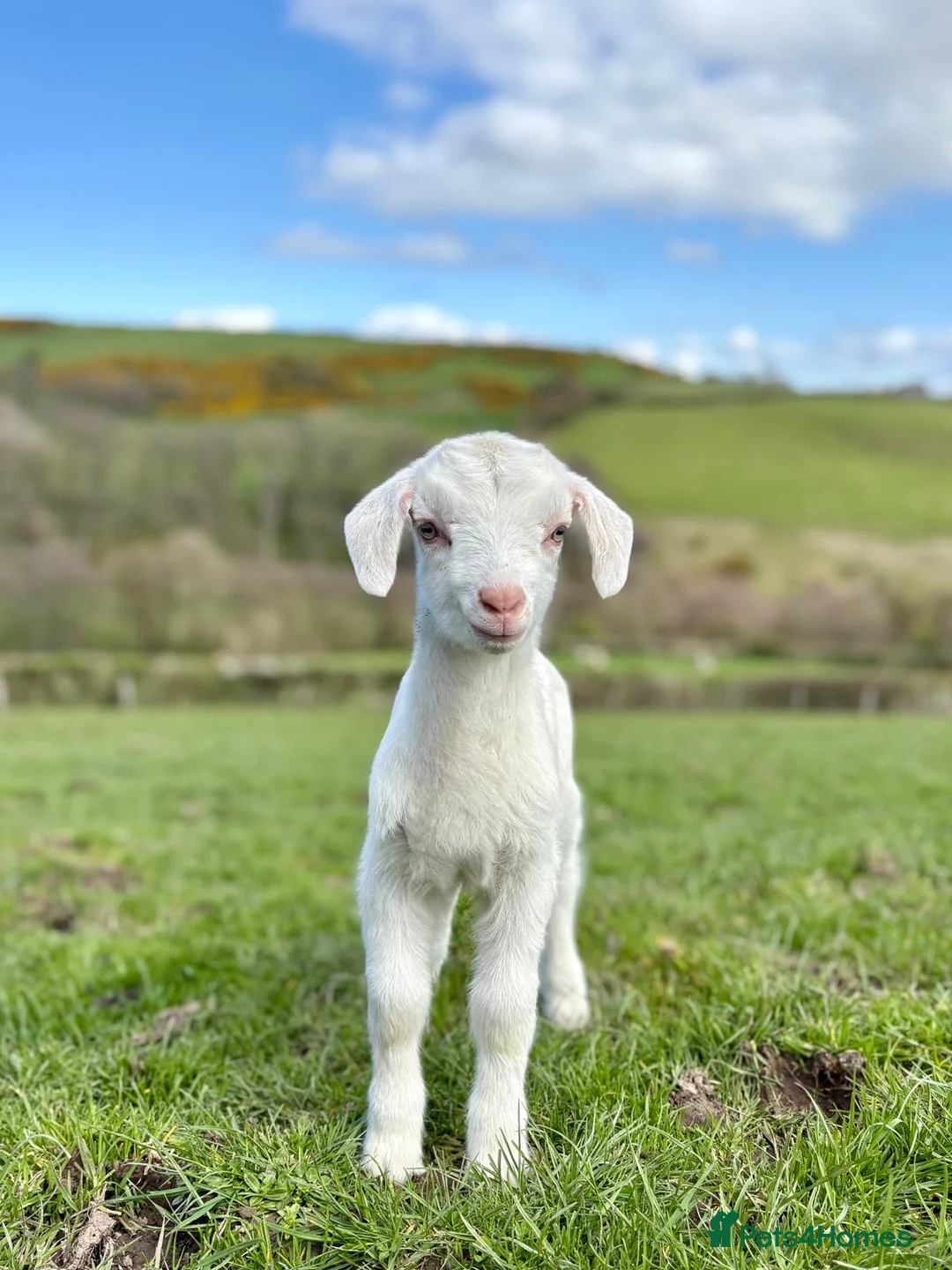Goats livestock for sale: Beautiful female kid goat - Advert 2