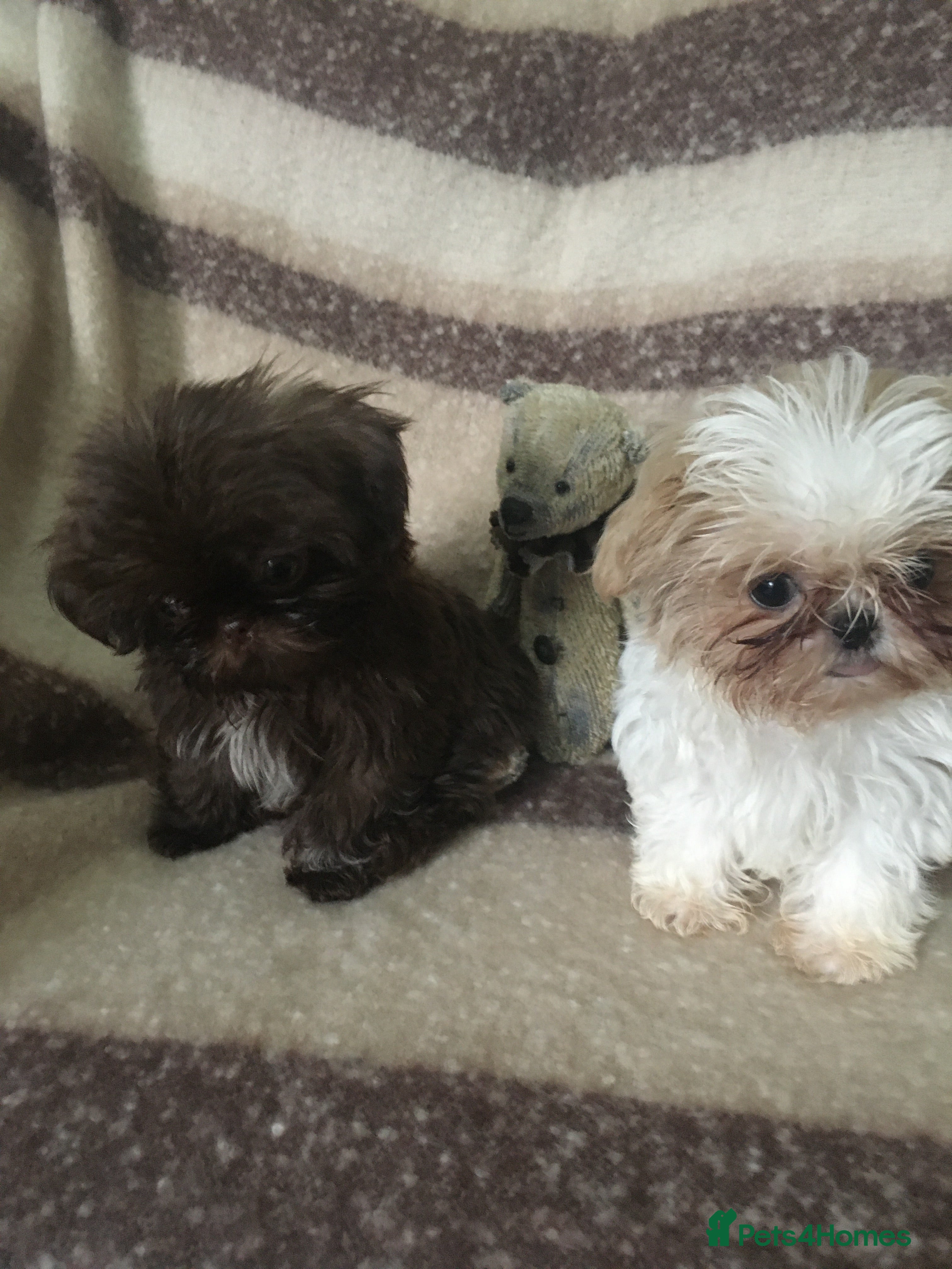 Shih Tzu dogs Beautiful imperial shihtzu boy pups - Advert 6