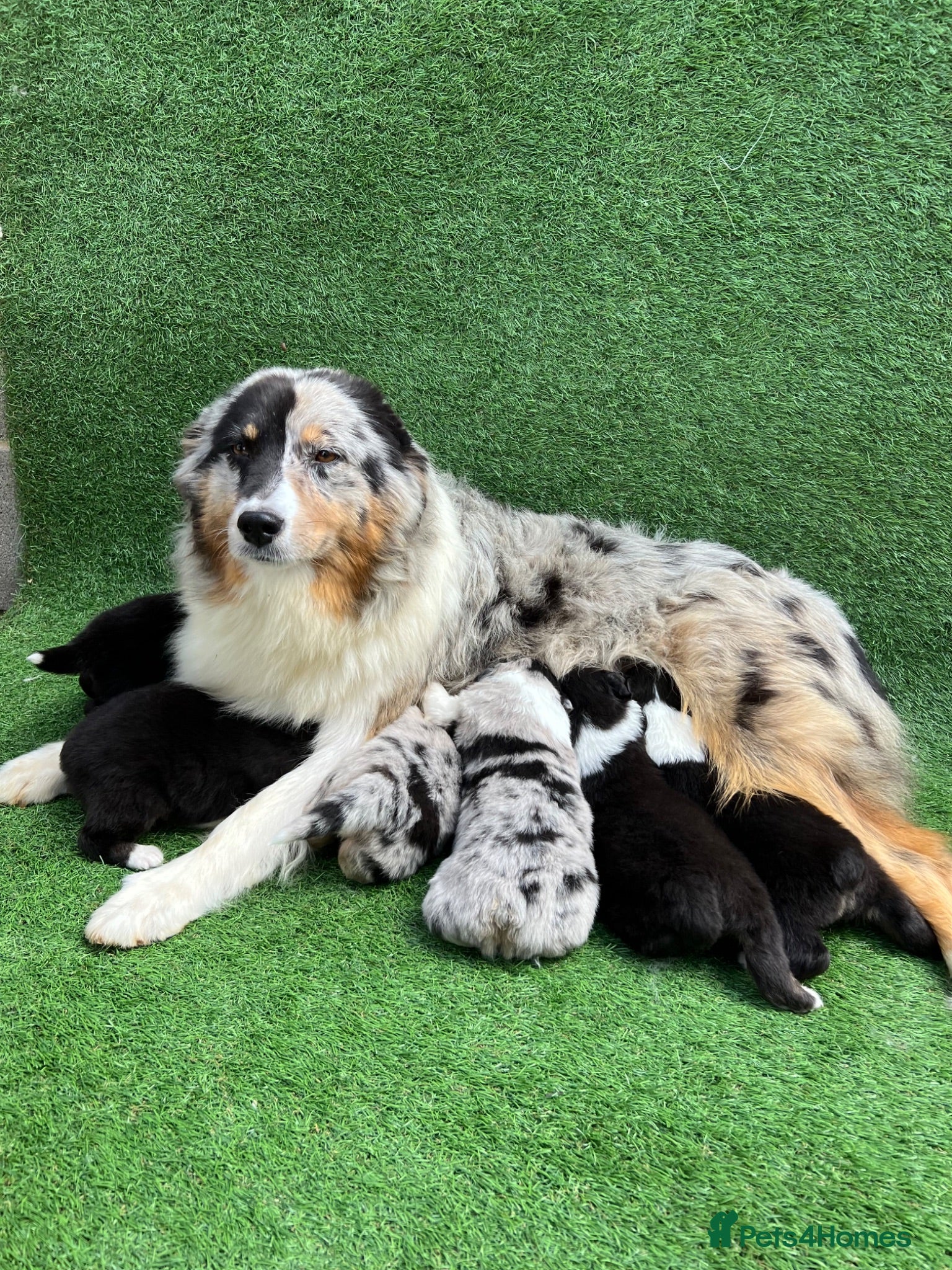 Australian Shepherd dogs Australian Shepherd Puppies  - Advert 2