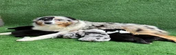 Australian Shepherd dogs for sale: Australian Shepherd Puppies  - Advert 2