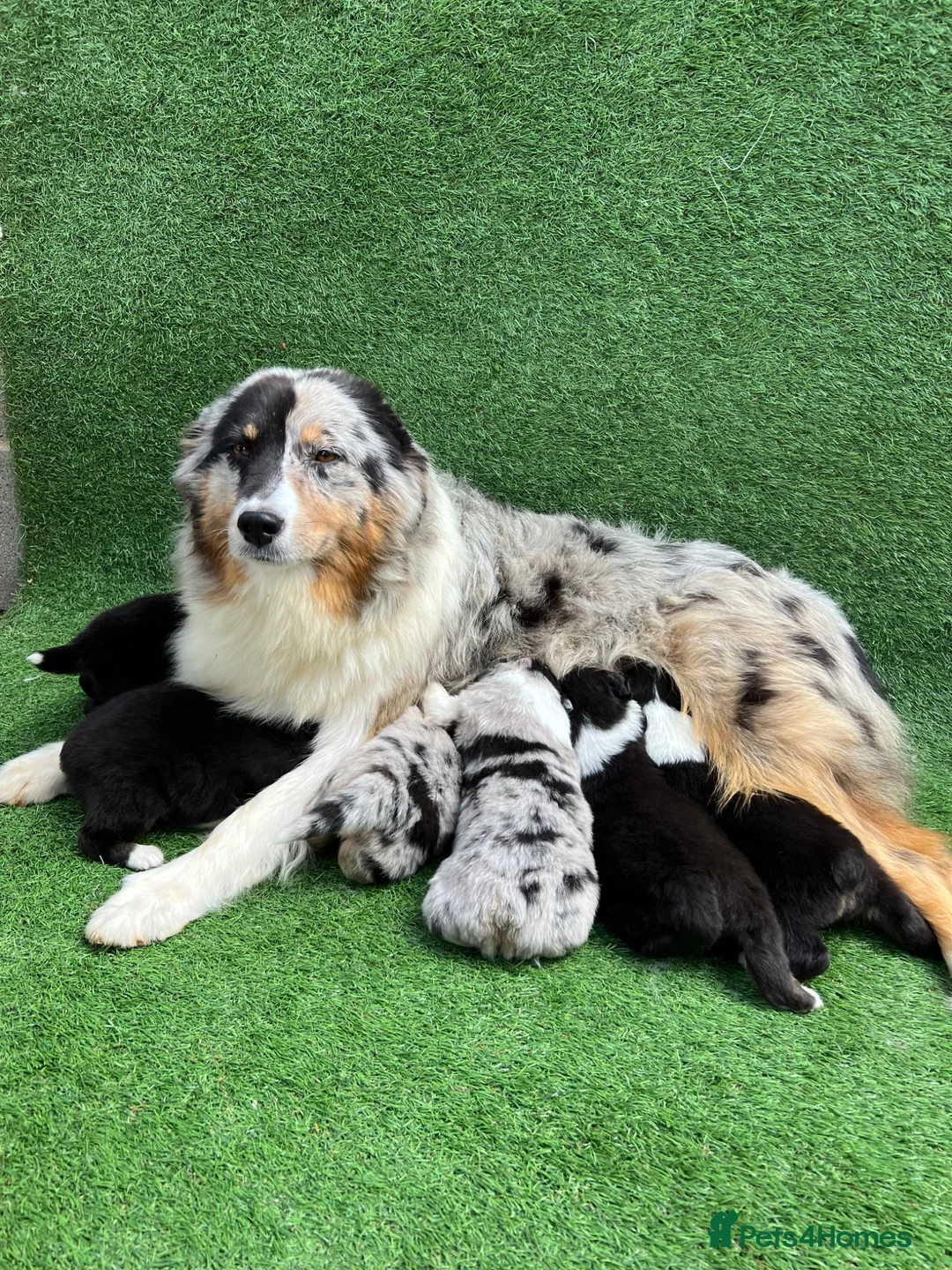 Australian Shepherd dogs for sale: Australian Shepherd Puppies  - Advert 2